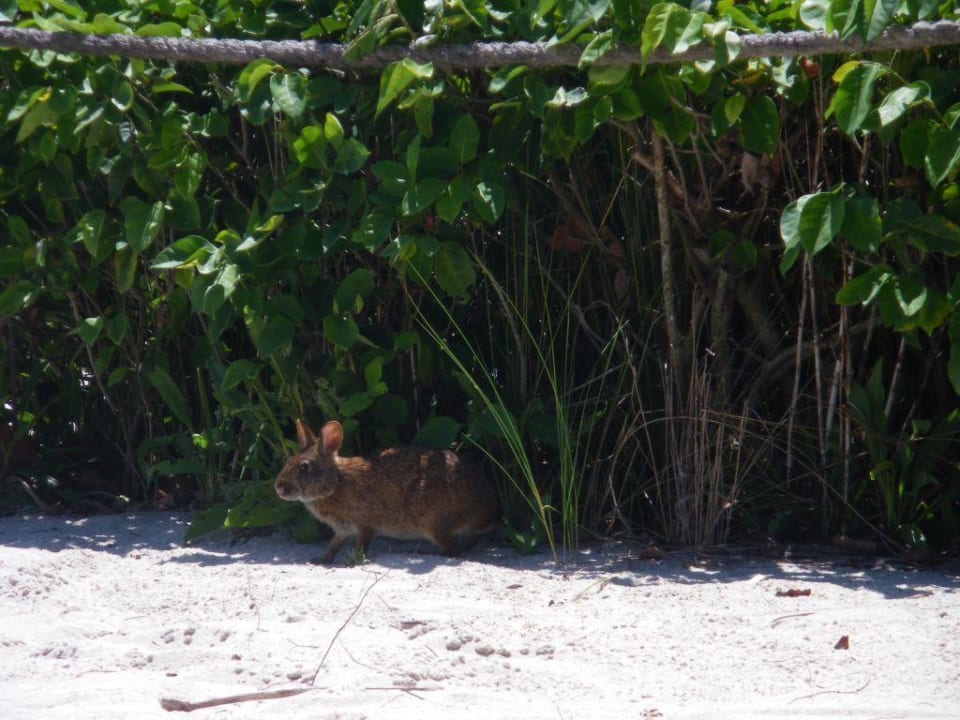 Hase am strand Sanibel Island Beach Resort