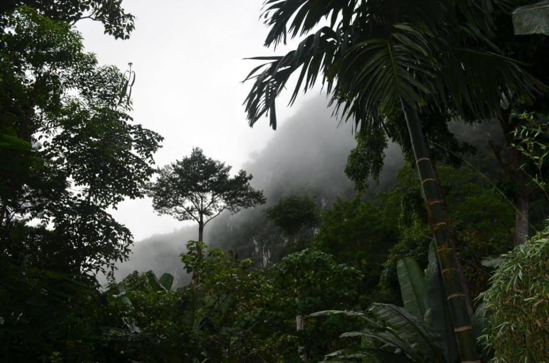 Gartenanlage Our Jungle House