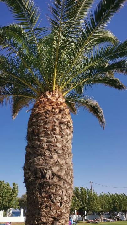 Gartenanlage Mitsis Faliraki