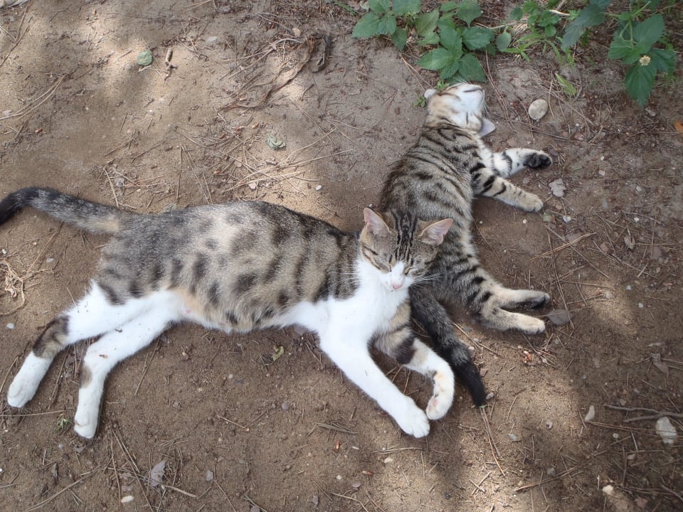 Clubkatzen beim Adult Pool bitte füttern Asteria Family Belek