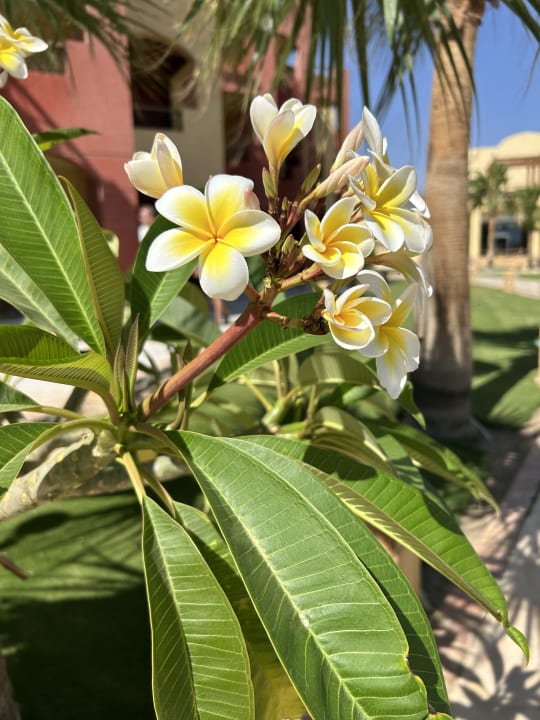 Gartenanlage Casa Mare Resort