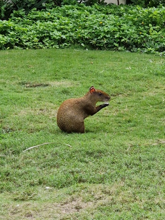 Gartenanlage Bahia Principe Grand Tulum