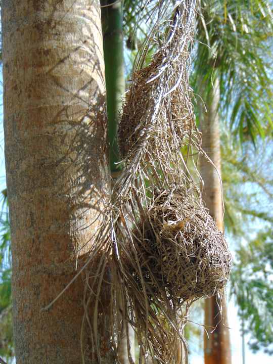 Gartenanlage Sofitel Malabo Sipopo Le Golf