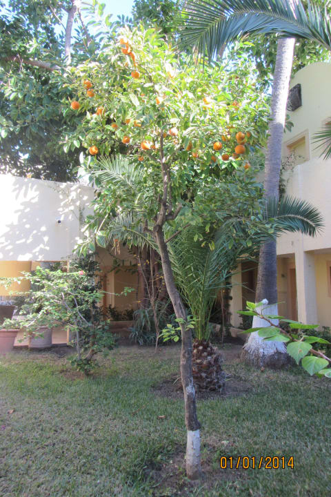Территория отеля. Hotel Paradis Palace