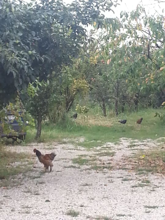 Natur Agriturismo Bortolino