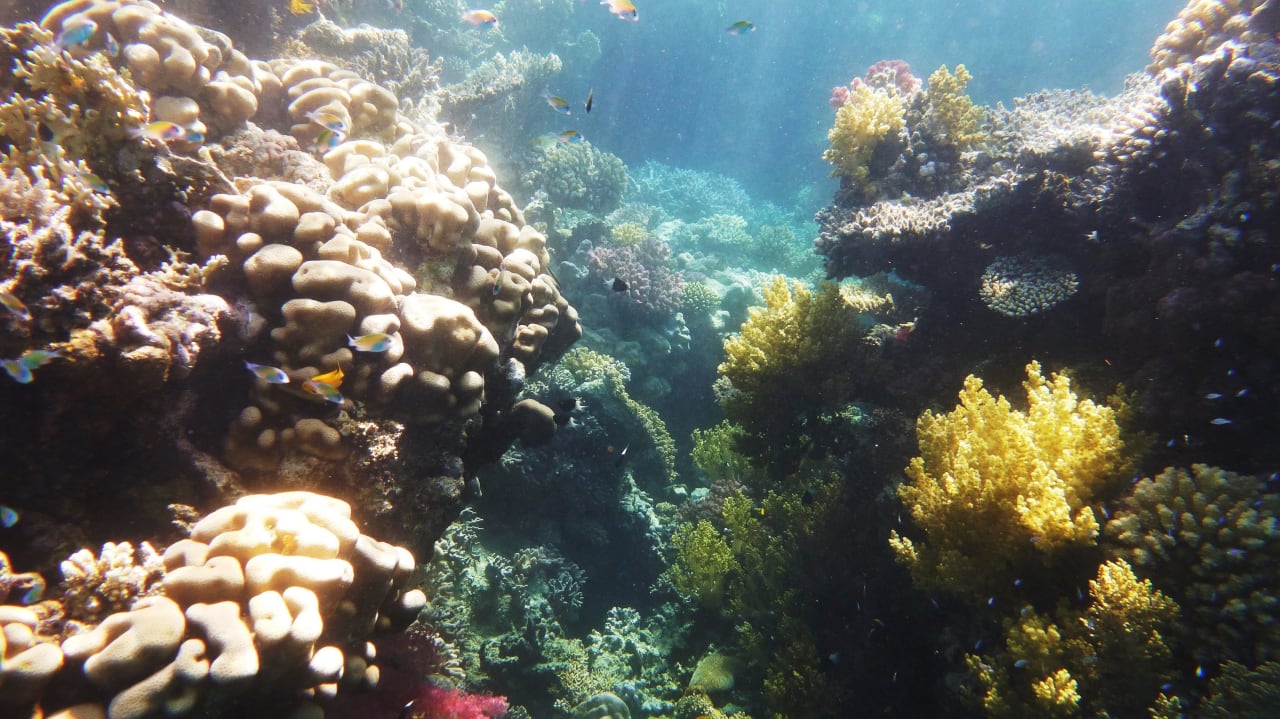 Hotel Lahami Lahami Bay Beach Resort