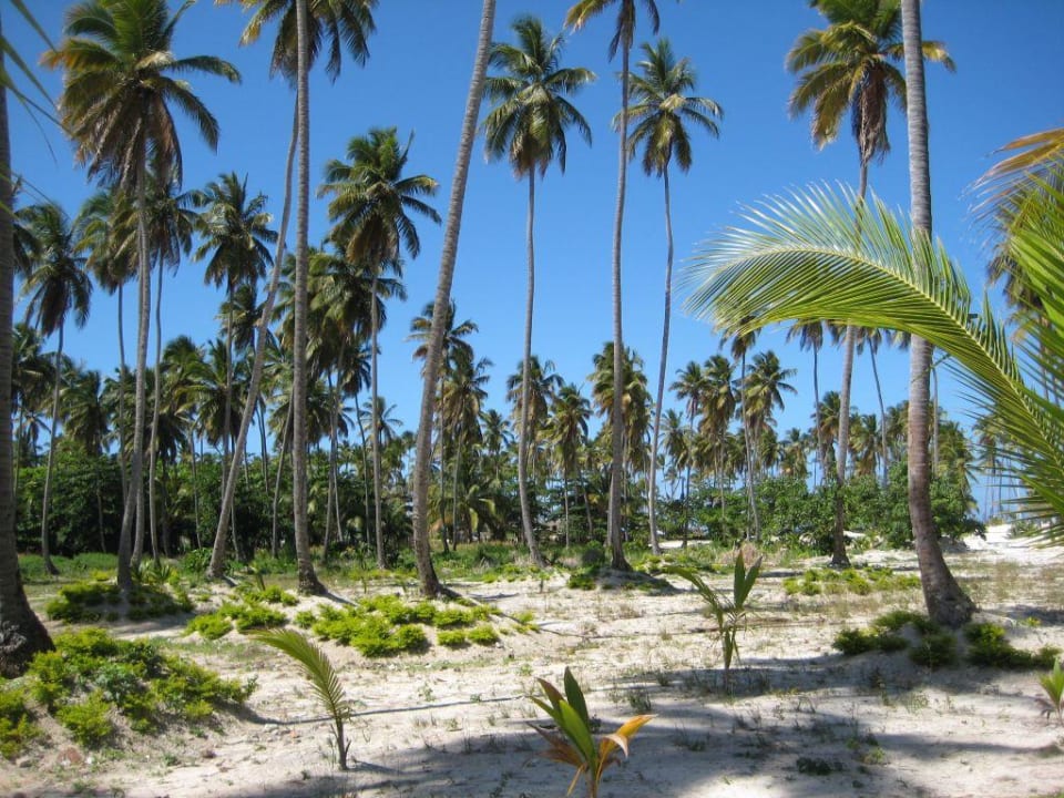 Landschaft/Weg zum Strand Villas Bavaro Resort & Spa