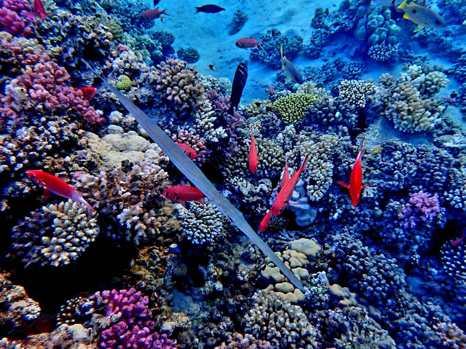 Strand Malikia Resort Abu Dabbab