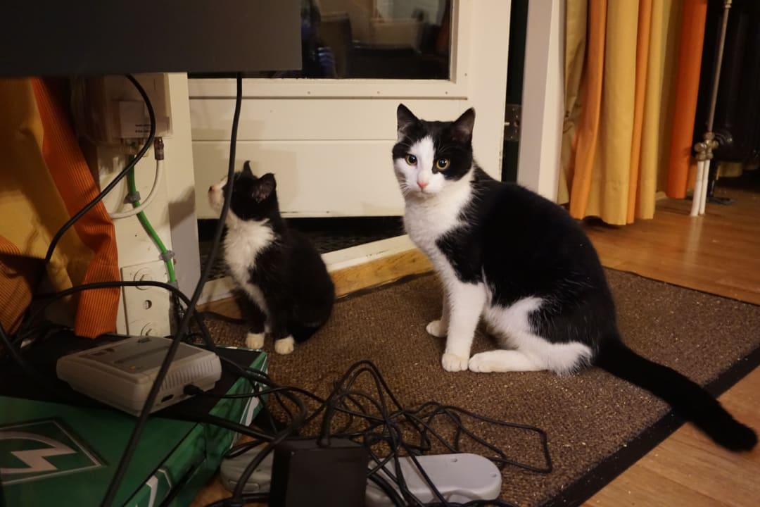 Besuch im Bungalow  Ferienpark Landal De Lommerbergen