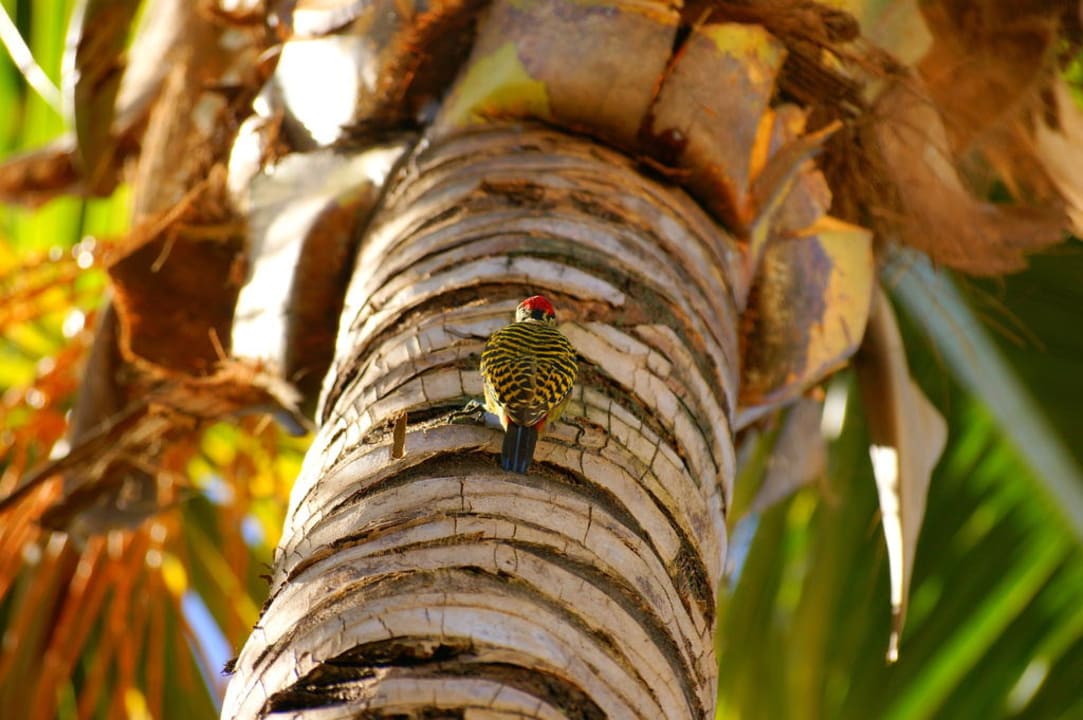 Hotel Grand Palladium Bavaro Resort & Spa Grand Palladium Select Bávaro Resort & Spa