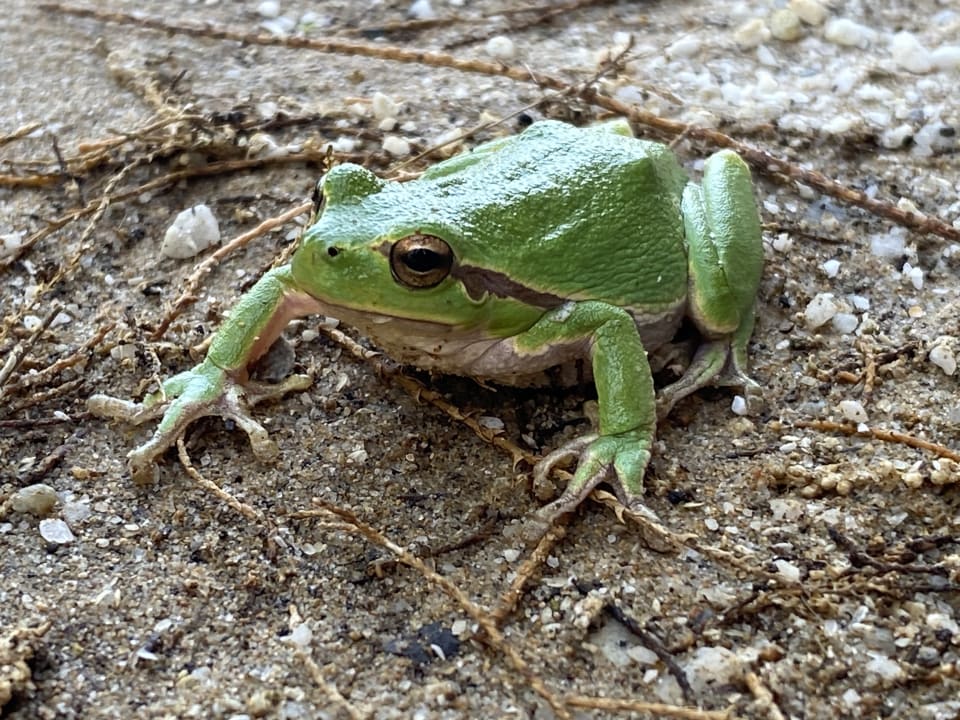 Gartenanlage HARPIN Georgioupolis Resort Aquapark & SPA