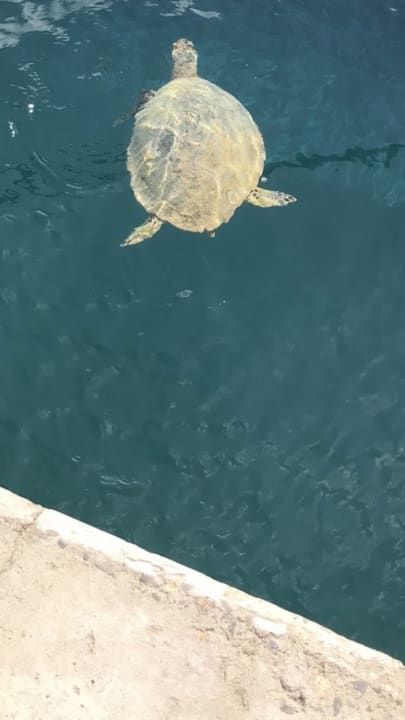 Sonstiges Marina Resort Port Ghalib, a member of Radisson Individuals