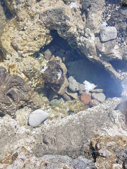 Strand Hotel Kalithea Horizon Royal