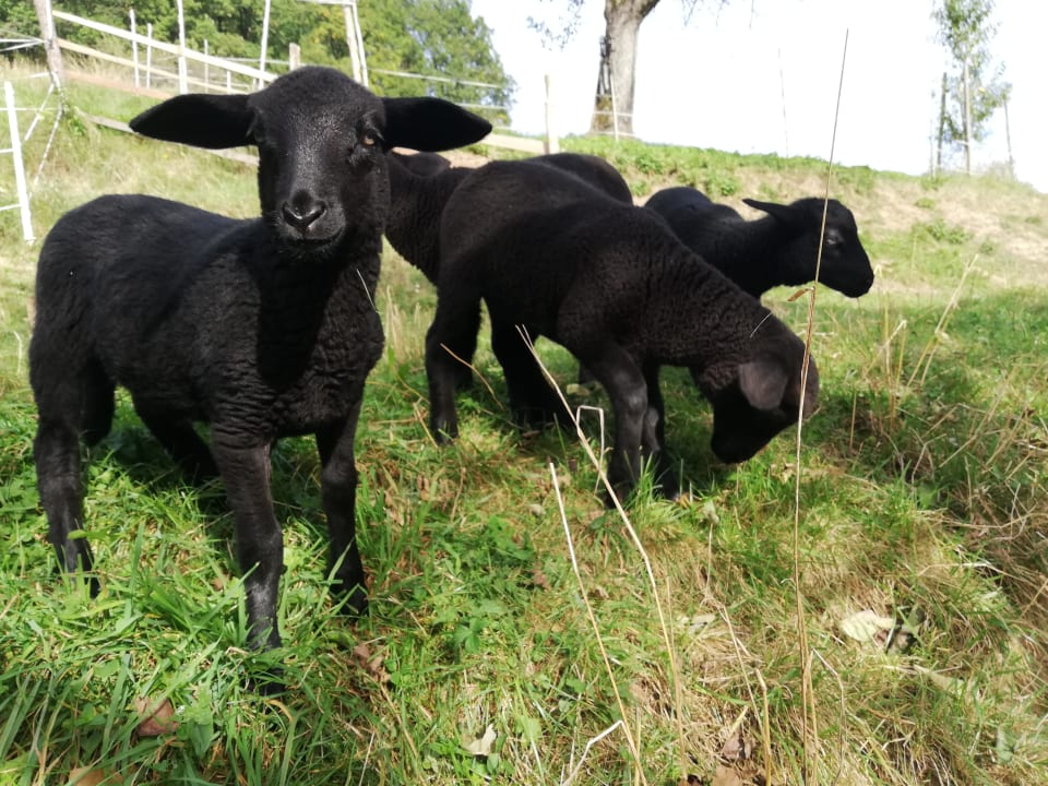 Sonstiges Ferienhäuser Grabenhansl