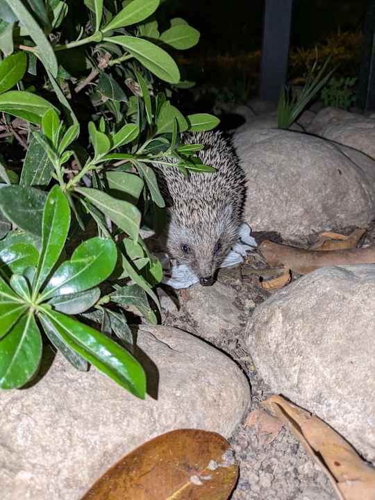 Gartenanlage Side Star Elegance