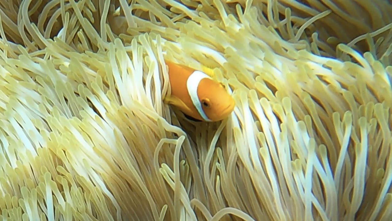 Sport & Freizeit Constance Moofushi Maldives