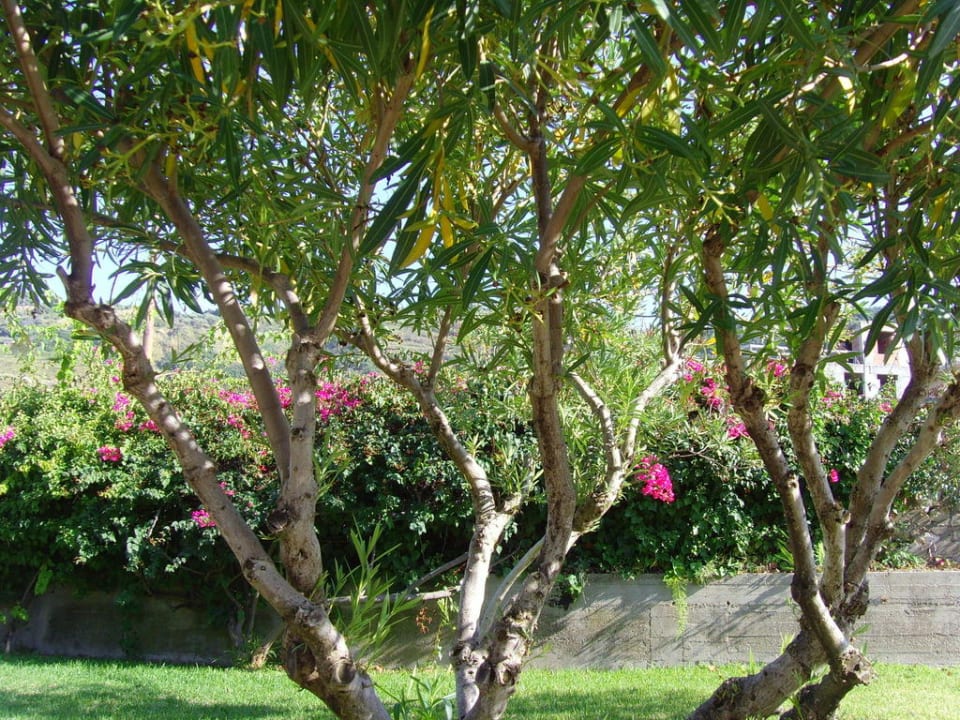 Liebevoll hergerichteter Gartenbereich des Hotels Aldiana Club Rocca Nettuno Calabria