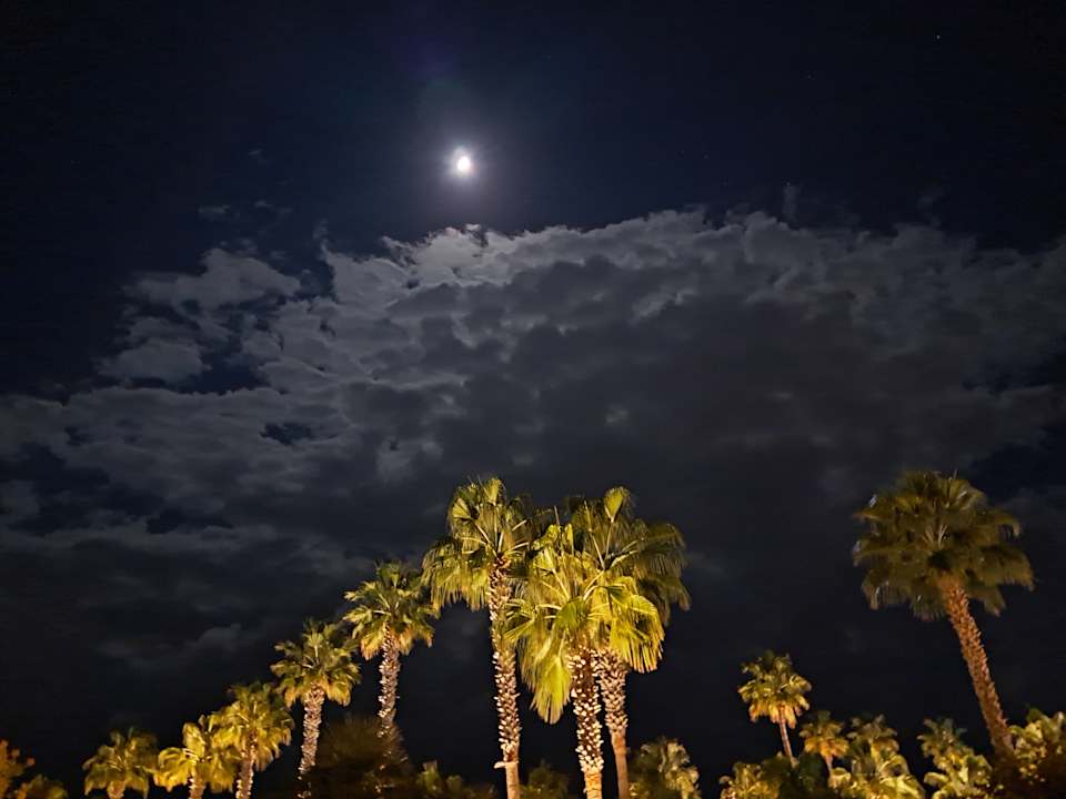 Ausblick TUI BLUE Palm Garden