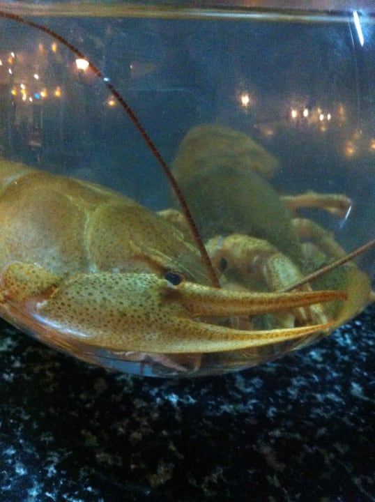 Täglich frische Speisen zum Abend Armas Gül Beach