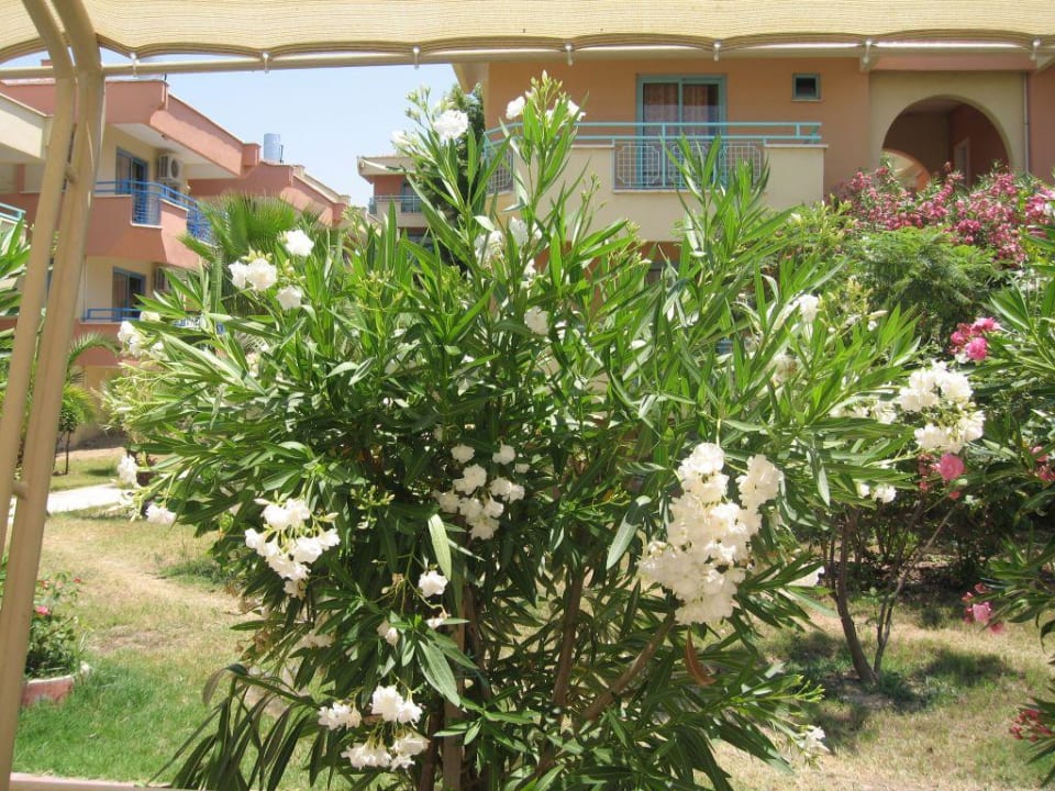 Teil des Gartens Dream Family Club