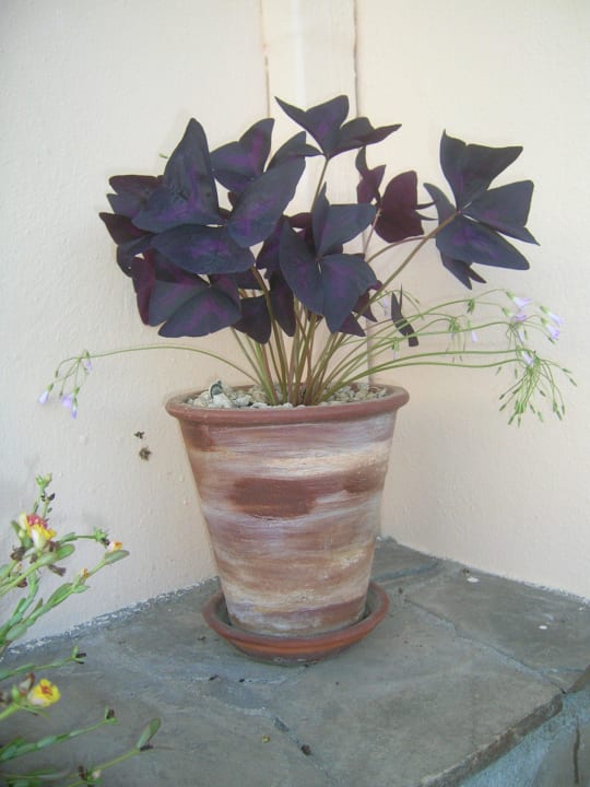 Oxalis Hotel Kathrin Beach