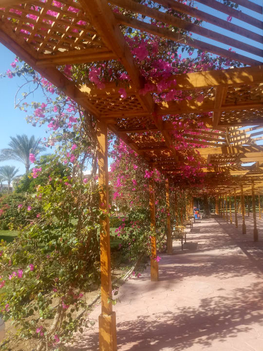 Gartenanlage Desert Rose