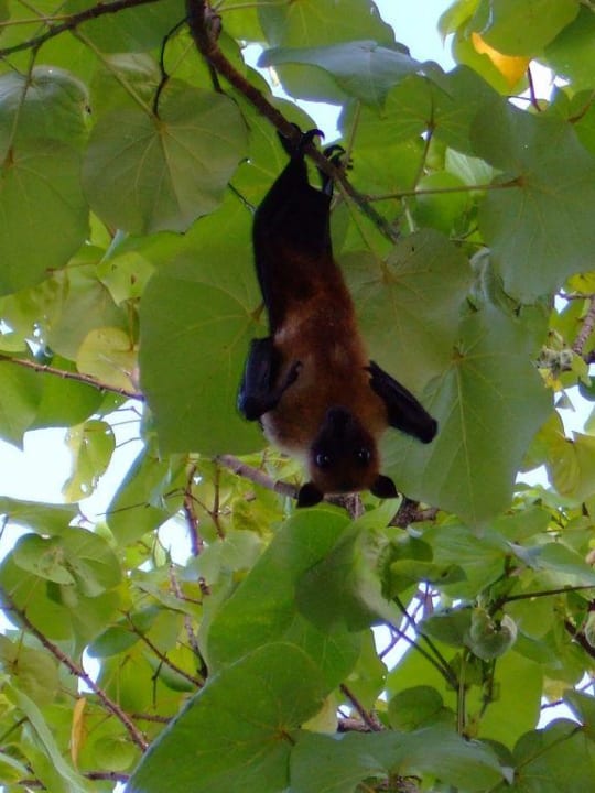 Hallo Flughund! NH Collection Maldives Reethi Resort