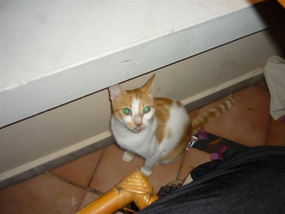 Hungrige Gäste als blinde Passagiere Athina Palace Resort & Spa