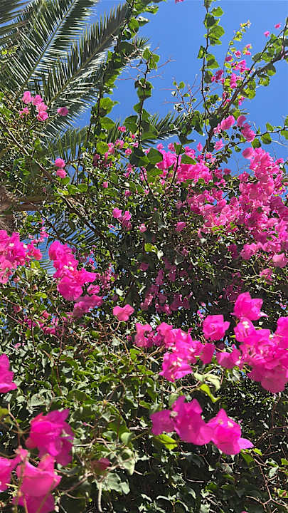 Gartenanlage TUI MAGIC LIFE Africana