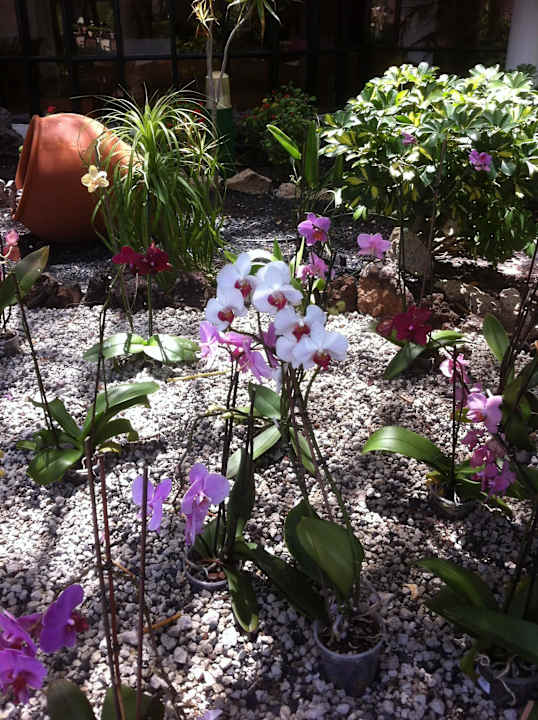 Hôtel H10 Las Palmeras - La Piscine H10 Las Palmeras