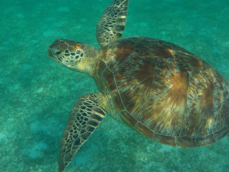 Strand Kuredu Island Resort & Spa