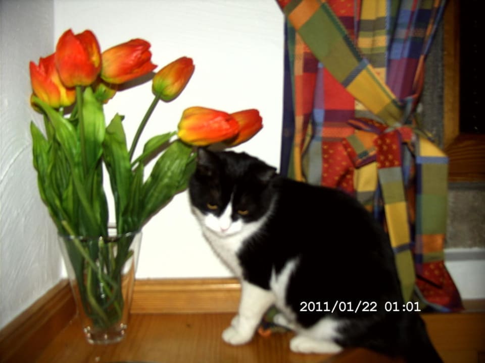 Hauskatze Panoramahotel Fohlenhof