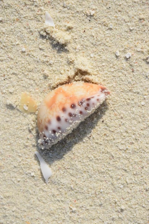 Muschel Adaaran Select Meedhupparu Island Resort - Premium All Inclusive