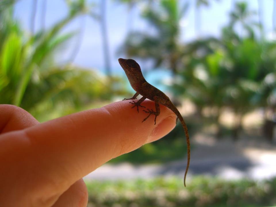 Süßer, kleiner Kerl... Hotel Grand Palladium Palace Resort, Spa & Casino