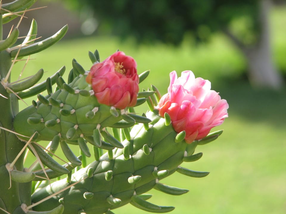 Cactus SUNRISE Royal Makadi Resort