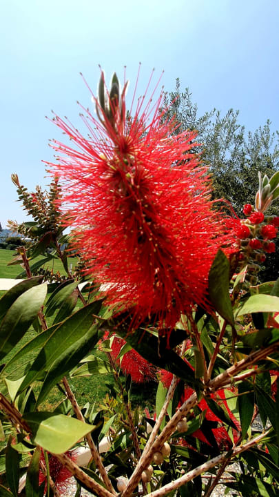 Gartenanlage Korumar Ephesus Beach & Spa Resort