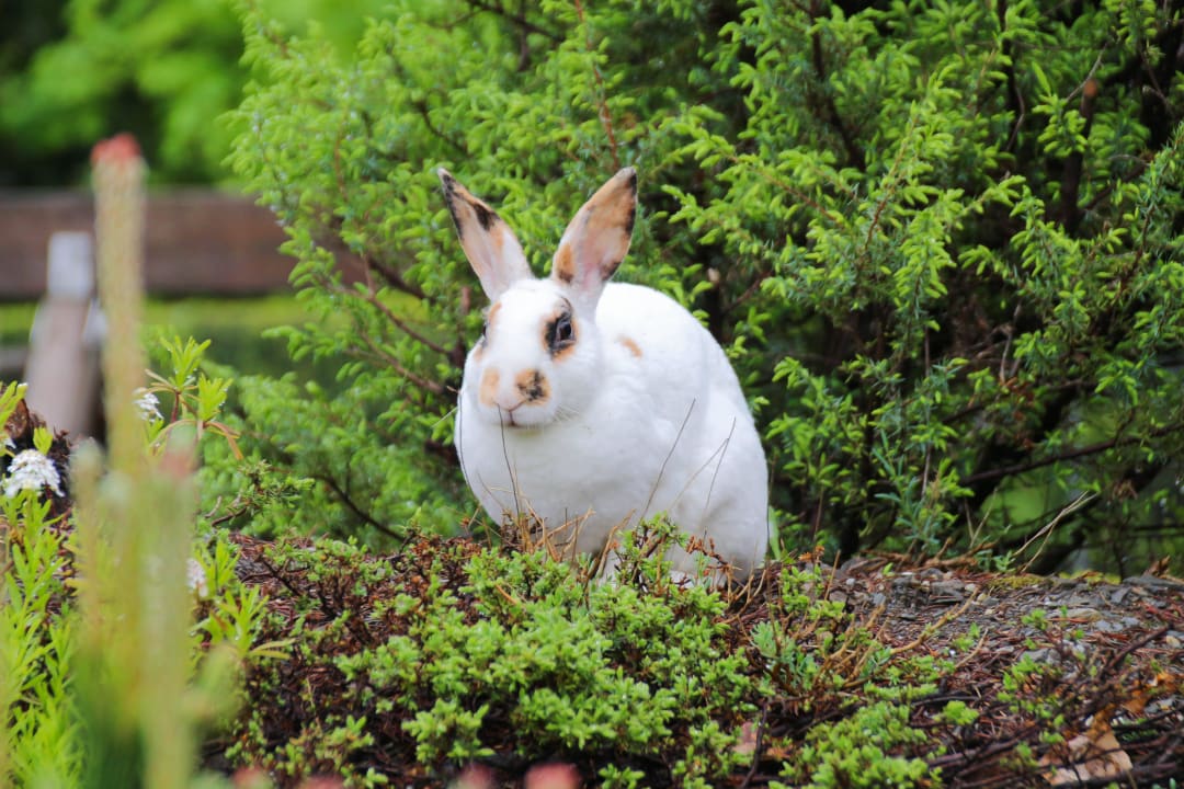 Streichelzoo Hotel Oberforsthof