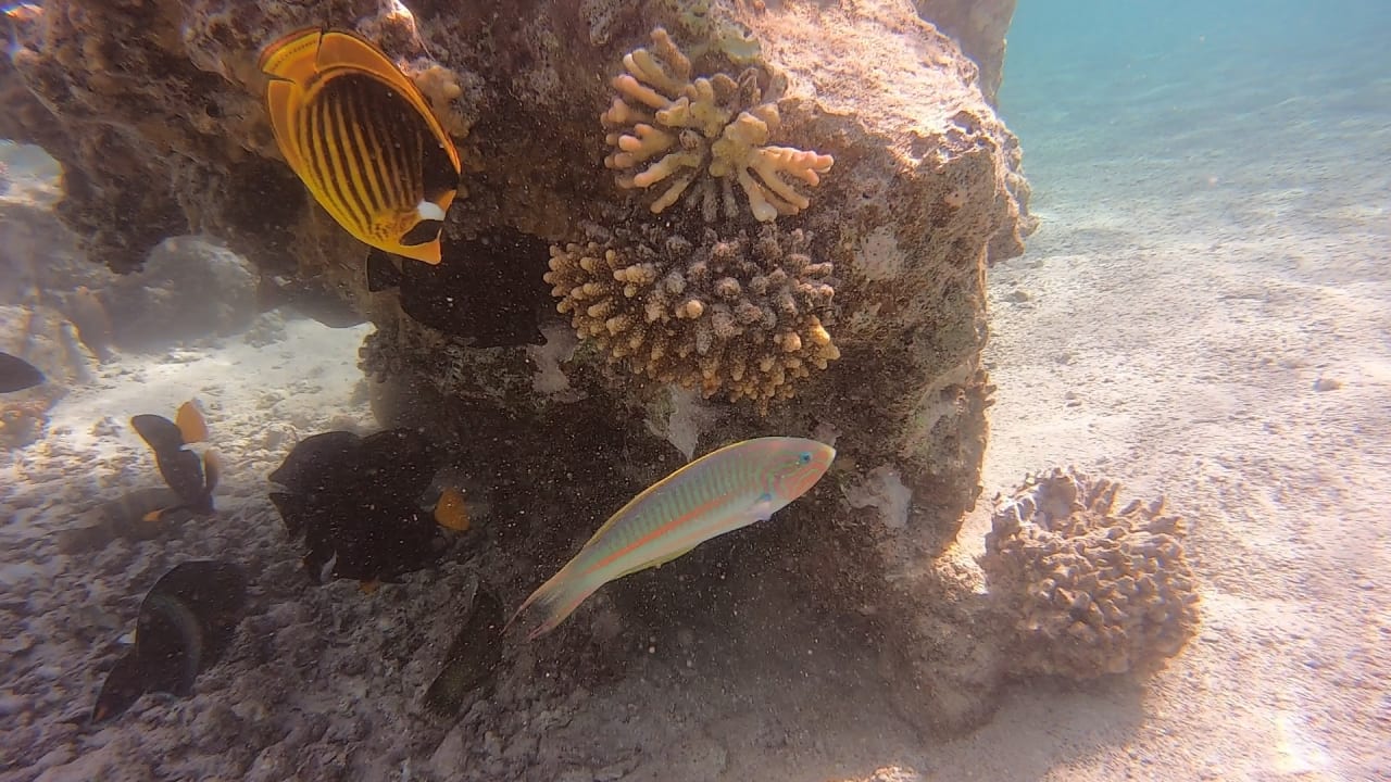 Strand Pensée Royal Garden Beach Resort