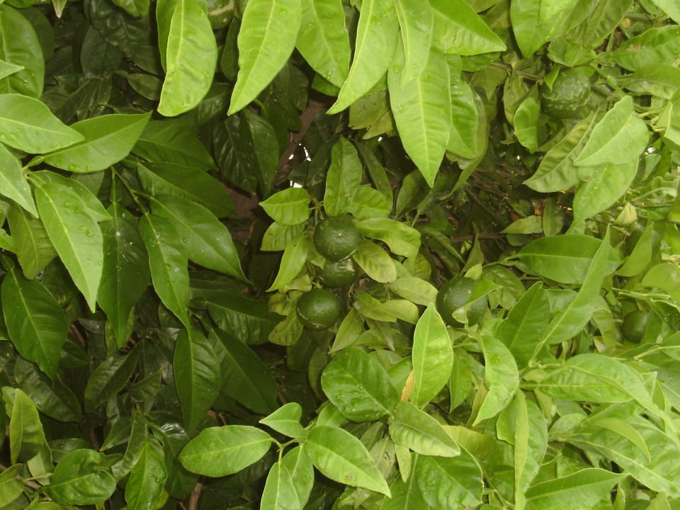 Ogród Aristoteles Holiday Resort & Spa