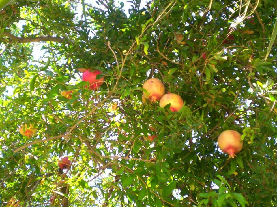 Granatäpfel entdeckt! Calimera Sirens Beach