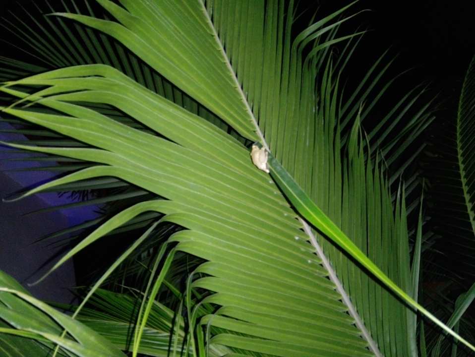 Gartenanlage Villa Diane