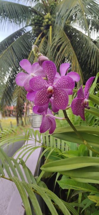 Gartenanlage OCEAN LODGE LANGKAWI