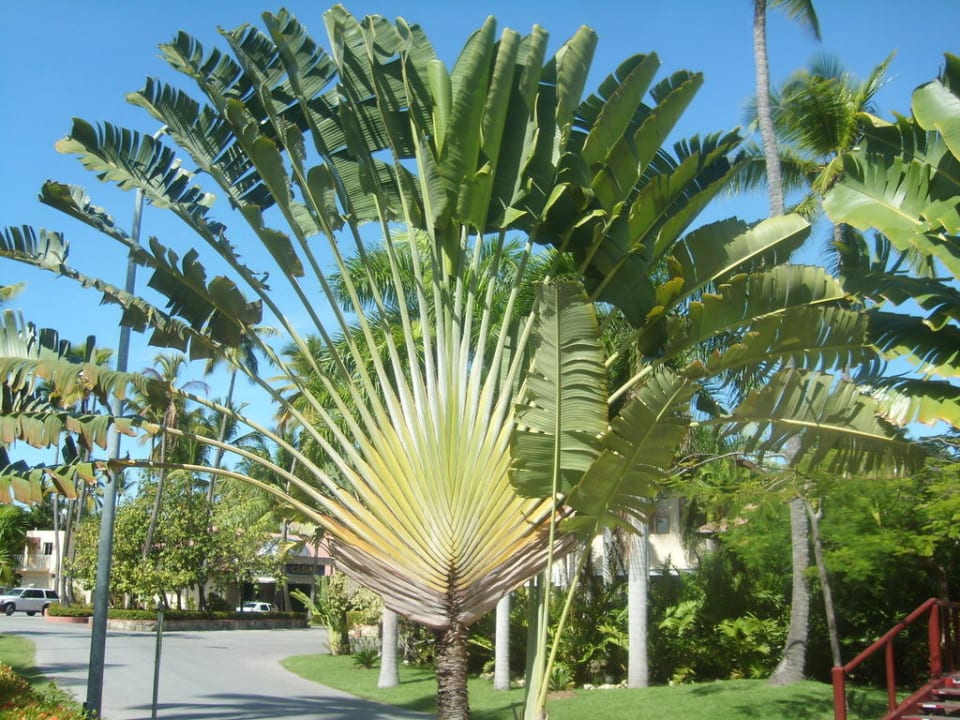 Palmen Hotel Grand Palladium Palace Resort, Spa & Casino