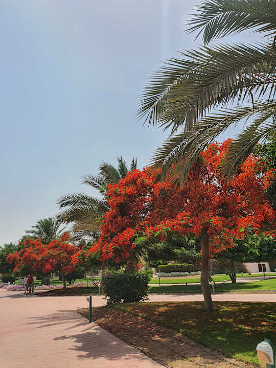 Gartenanlage Desert Rose