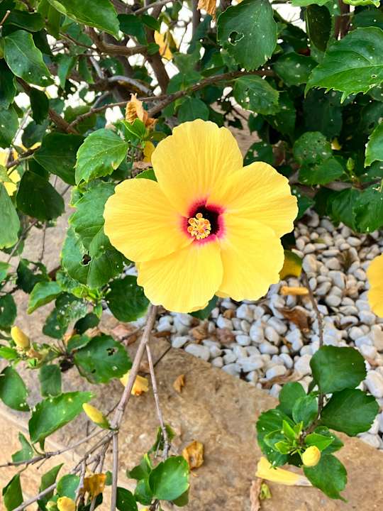 Gartenanlage Secrets Bahia Real Resort & SPA