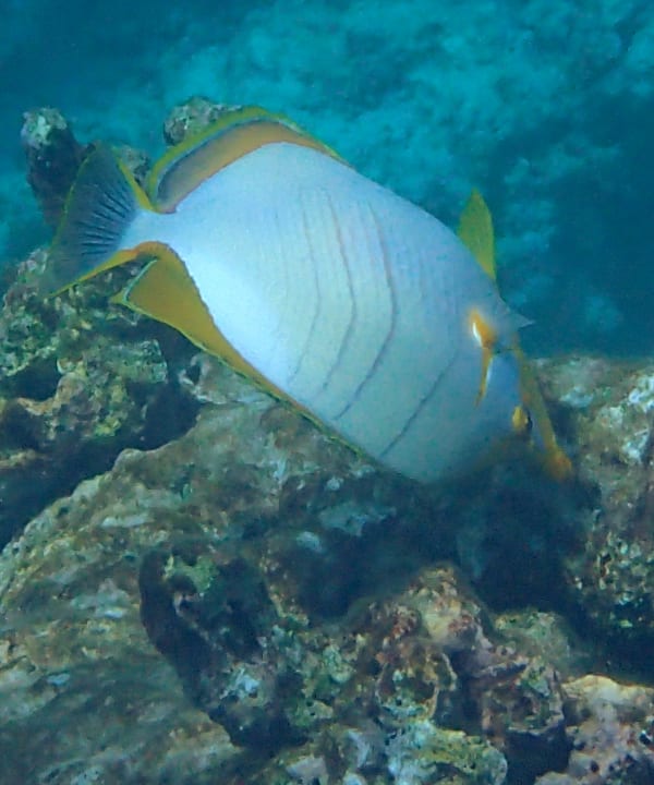 Sport & Freizeit Hondaafushi Island Resort