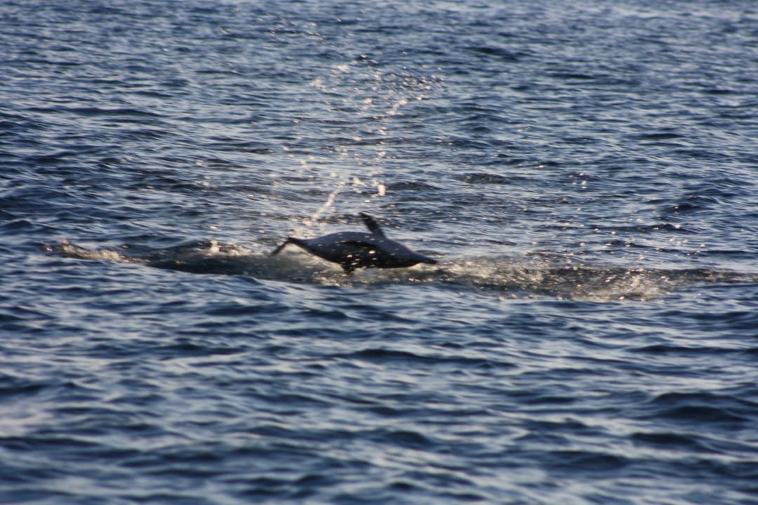 Delfin beim Sunset Cruise Kuredu Island Resort & Spa