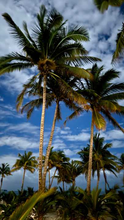 Gartenanlage Hotel Riu Turquoise
