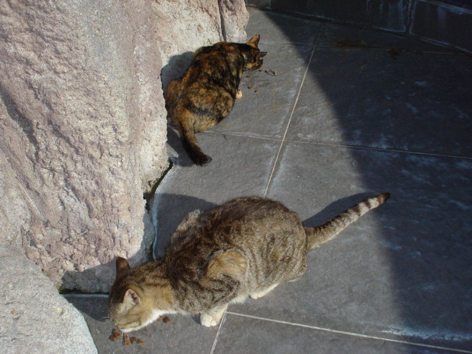 2 kg Brekkies für 5 Katzen reichten grade so Adalya Resort & Spa - Adults Only