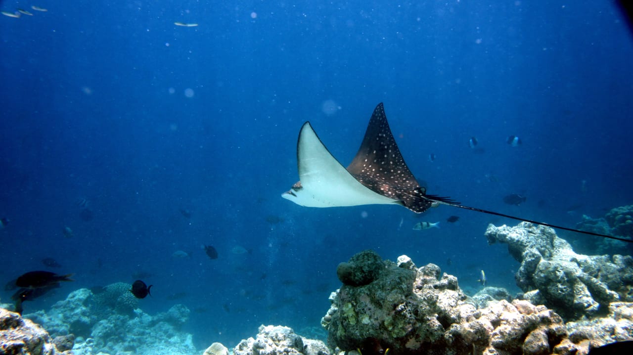 Sport & Freizeit Embudu Village